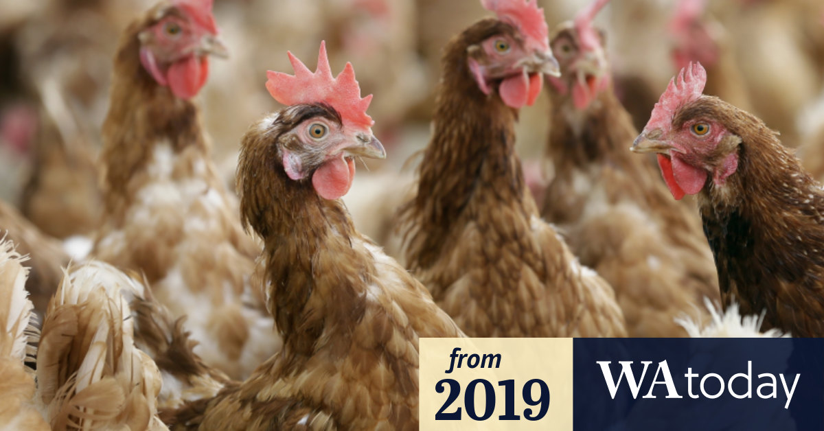 Bridgewater Poultry's abuse of chickens sparks investigation by